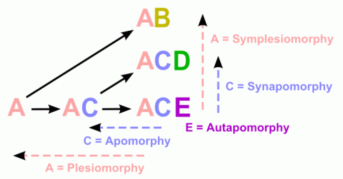 Graph explaining apomorphy, autapomorphy, synapomorphy, plesiomorphy and symplesiomorphy - diagram from Wikimedia