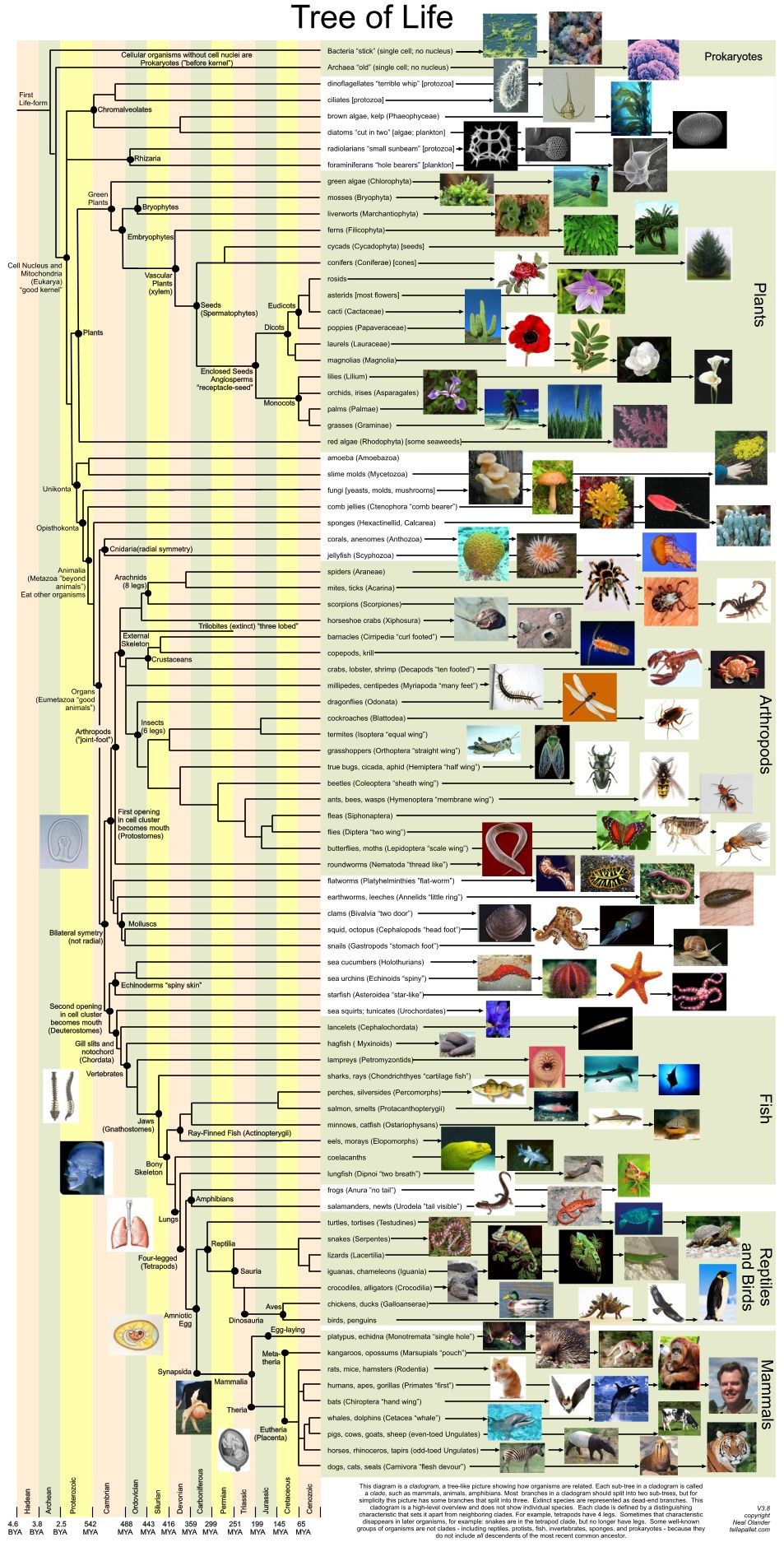 phylogenetic tree of life