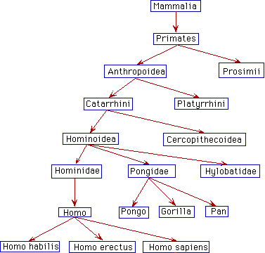 Linnaean hierarchy