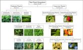 Linnaean classification