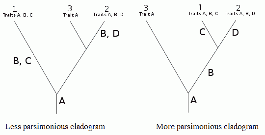 Parsimony in cladistics