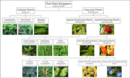 carolus linnaeus system of classification of living things