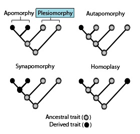 plesiomorphy in relation to apomorphy, autapomorphy, synapomorphy, Homoplasy - diagram from Wikimedia