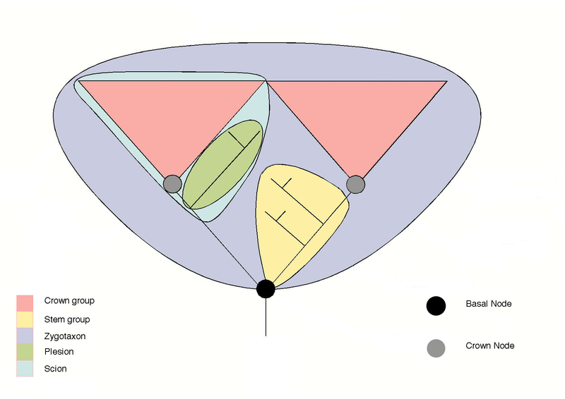 Stem and Crown groups concept - diagram from Wikipedia