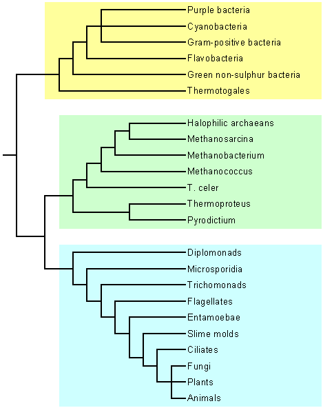 cgmrRNA.gif (8205 bytes)