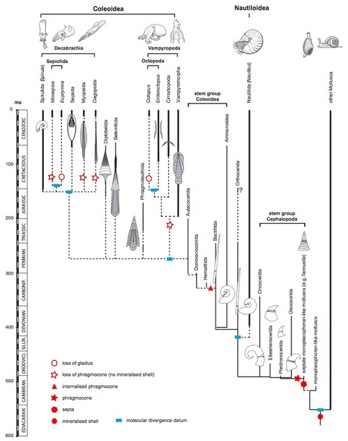 Cephalopod phylogeny according to Kroger et al 2011