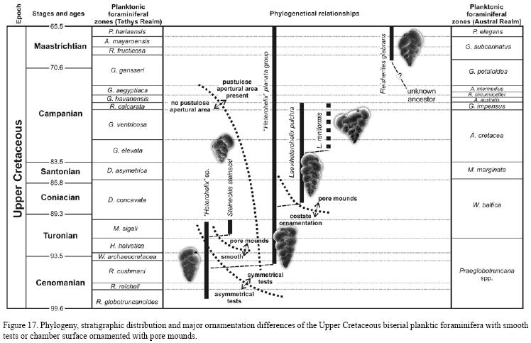 Stratophenetic diagram showing possible relationship between selected late Cretaceous planktonic foraminifera