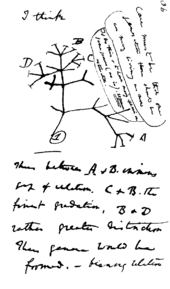 Page from Darwin's notebooks around July 1837 showing his first sketch of an evolutionary tree