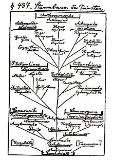 Haeckel's Stambaum der Primaten