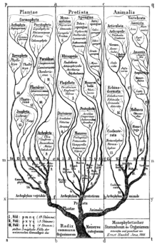 Tree of Life in Generelle Morphologie der Organismen