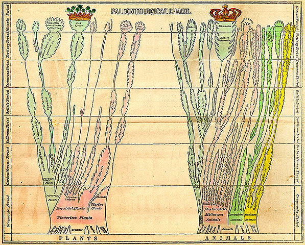 Paleontological Chart by Edward Hitchcock