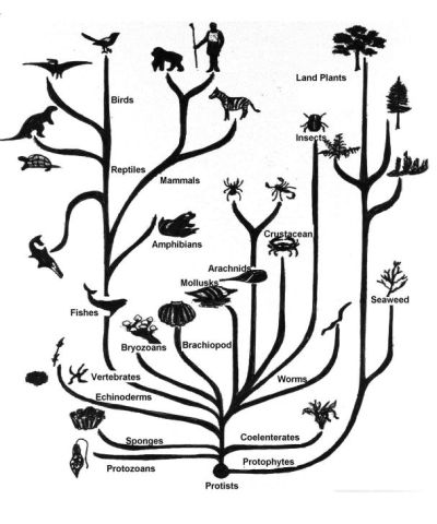 Tree of Life from The Evidence of Evolution by Nicholas Hotton III