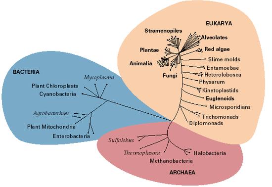 exemples de domaines eucarya