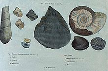 some fossils described by William Smith