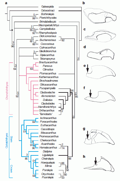 Cladogram