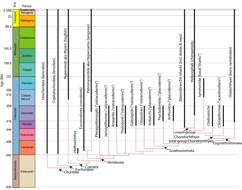 Chordata phylogeny - diagram by Tom Holtz