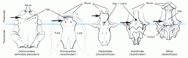 Early gnathostome braincases