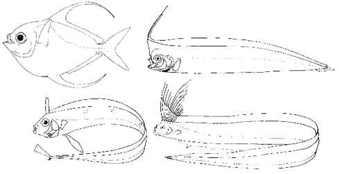 Examples of lampridiforms