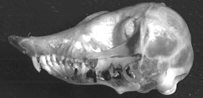 Chrysochloris asiaticus skull in lateral view