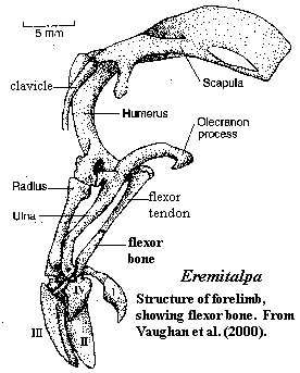 Eremitalpa forelimb bones