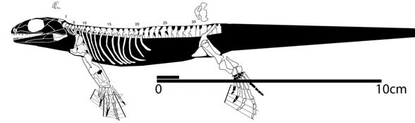 http://palaeos.com/vertebrates/amniota/images/Casineria.jpg