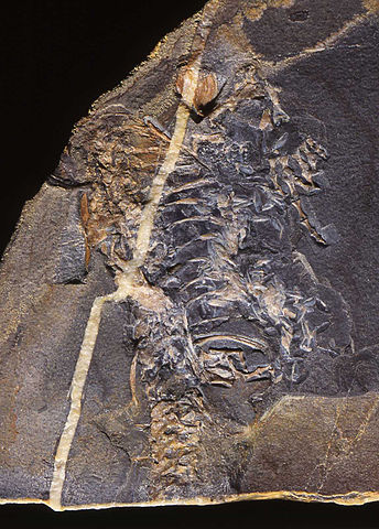 holotype of Casineria kiddi from the Lower Carboniferous of Gullane, East Lothian, Scotland - Wikipedia
