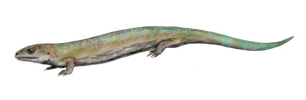 Palaeos Vertebrates Amniota : Stem Amniotes