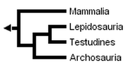 Cladogram