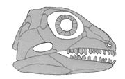 Bolosaurus