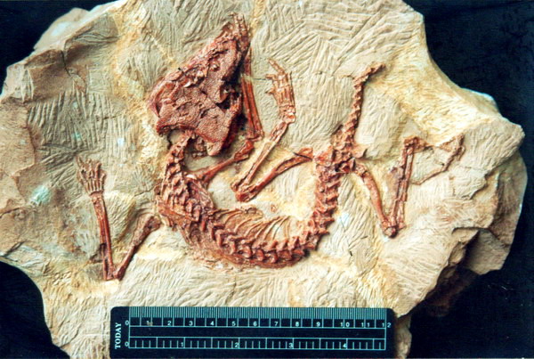 Emeroleter levis - photo (c) Albert Khlyupin and the Vyatka Palaeontological Museum