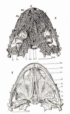 Lanthanosuchus drawing of skull