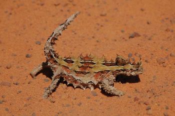 Moloch horridus - a modern equivalent of the procolophonidae