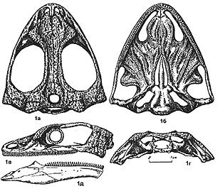 Nyctiphruretus acudens 