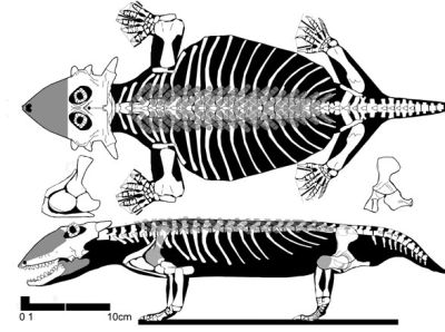 Sclerosaurus armatus - skeletal reconstruction by David Peters