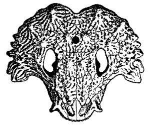 Scutosaurus skull, top view