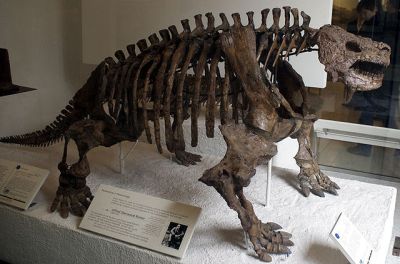 Scutosaurus, American Museum of Natural History