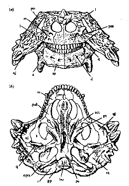 Scutosaurus skull, front and palatal view