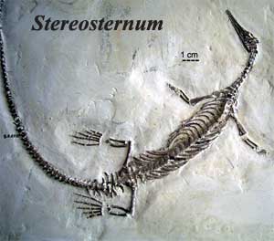 Stereosternum