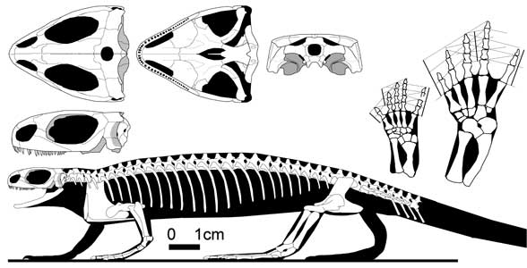 Barasaurus - reconstruction by David Peters