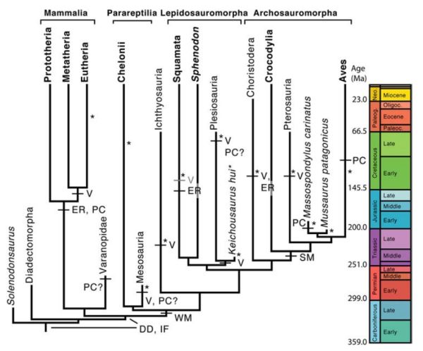 phylogeny of developmental characters