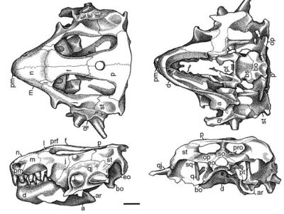 Hypsognathus fenneri