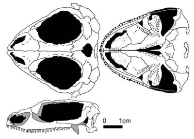 Nyctiphruretus acudens