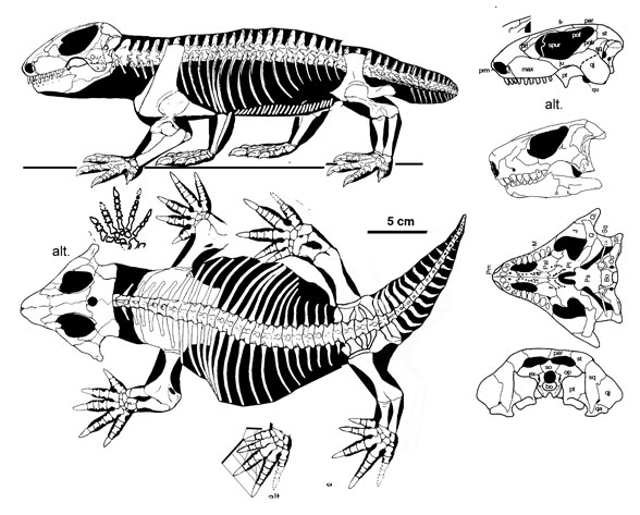 Procolophon trigoniceps - illustration by David Peters