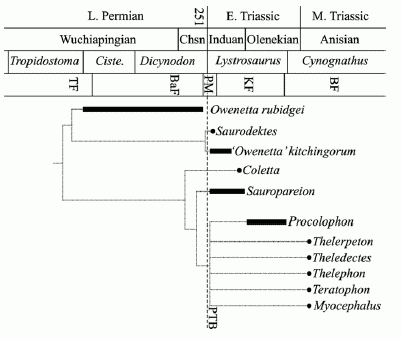 Cladogram of procolophonoids plotted against the South African Permo-Triassic biostratigraphy - diagram from Botha et al 2007