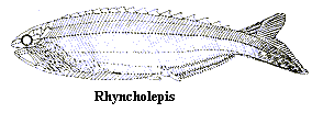 Rhyncholepis
