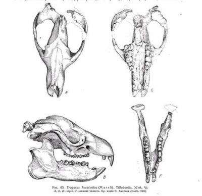 Trogosus hyracoides