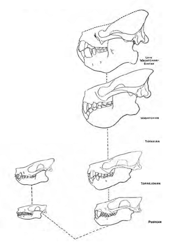 Taeniodonta evolution, after Schoch, 1981