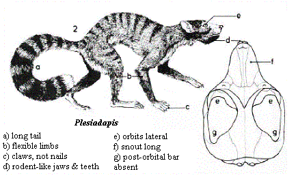 Eocene Primates