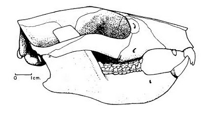 Plesiadapis tricuspidens