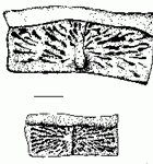 Aetosaurus paramedian plates